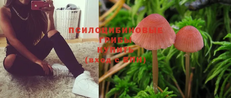 Псилоцибиновые грибы Psilocybine cubensis  купить   кракен рабочий сайт  Шуя 